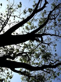 Low angle view of tree against sky