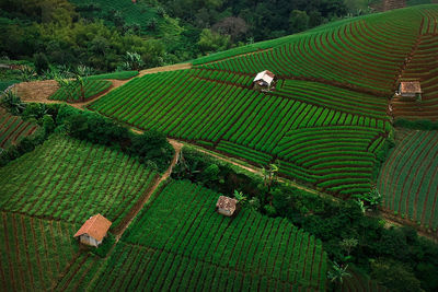 High angle view of agricultural field