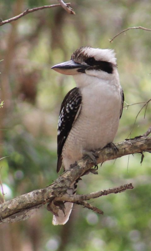 animal themes, animals in the wild, bird, one animal, wildlife, branch, perching, focus on foreground, tree, nature, close-up, full length, low angle view, beak, outdoors, day, no people, side view, zoology, beauty in nature