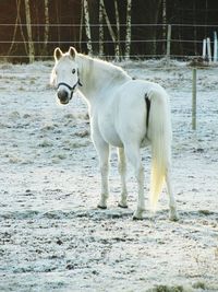 Close up of white horse