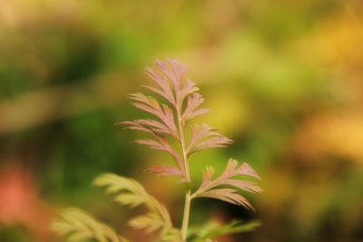 Close-up of plant