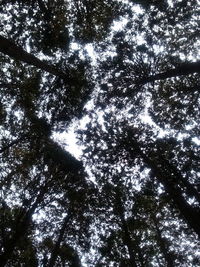Low angle view of tree against sky