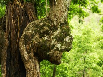 Close-up of tree trunk in forest