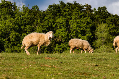 Sheep in a field