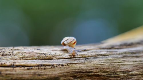 Close-up of snail on wood