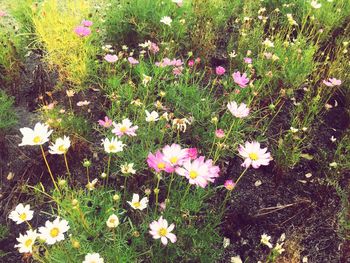 High angle view of cosmos flowers blooming on field