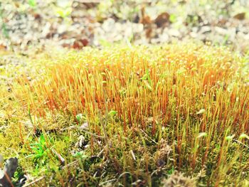 Close-up of flowers growing on field
