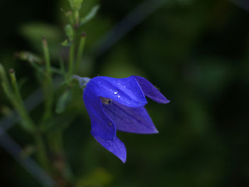 Close-up of purple blue flower