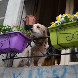 Dog sitting outdoors