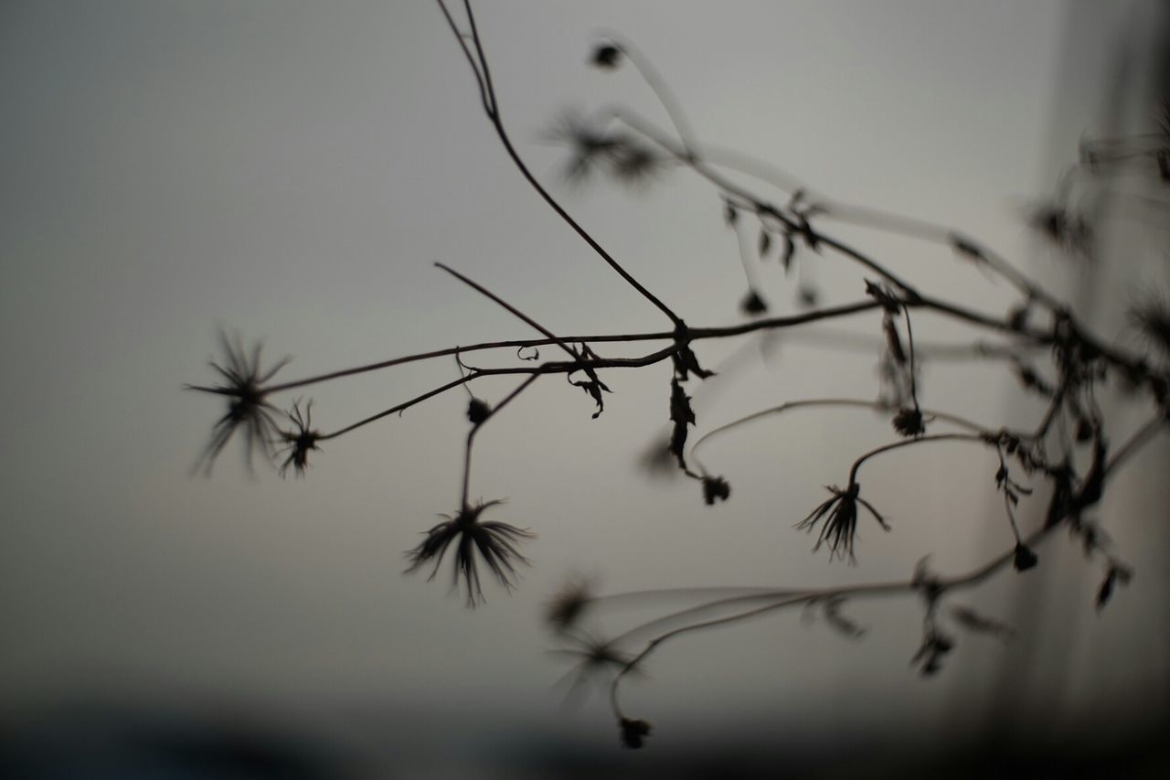 CLOSE-UP OF PLANTS