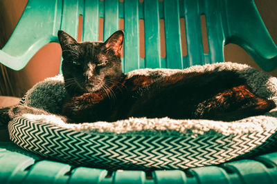 Cat resting in basket