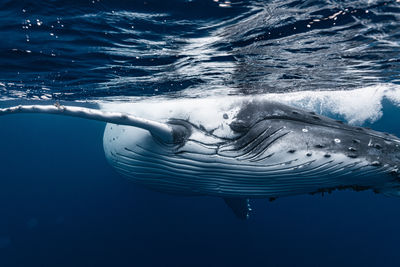 Man swimming in sea