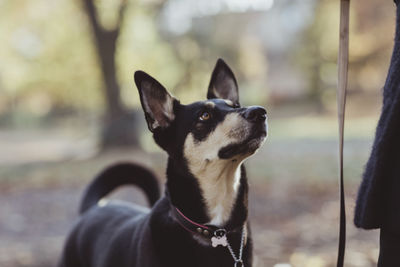 Black dog looking up at park