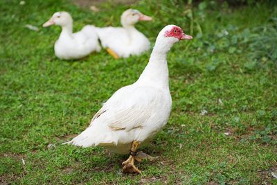 White duck on field