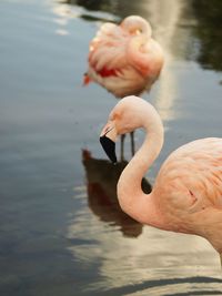 Birds in lake