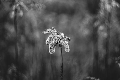 Close-up of flower growing on tree