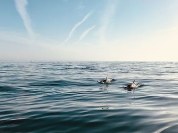 View of dolphibs swimming in sea