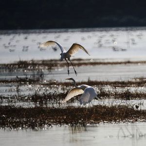 Bird in water