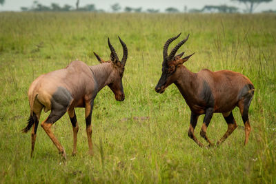 Two male topi fight in long grass
