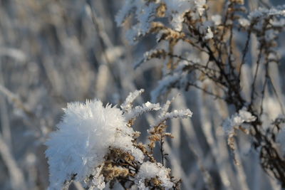 Close-up of frozen plant