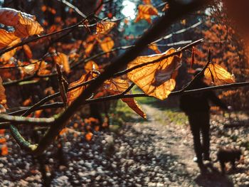 Close-up of dry maple leaves on tree branch