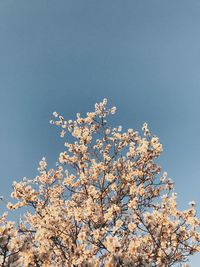 Low angle view of flower tree against clear blue sky