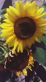 Close-up of sunflower