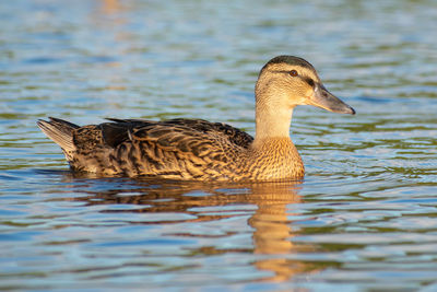 Close-up of duck in lake