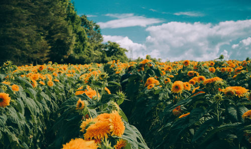 Close-up of yellow flowering plants on land against sky