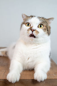 Close-up of cat sitting on table