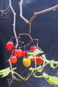 Close-up of colorful leaves