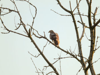 Low angle view of bird perching on tree against sky