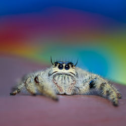 Close-up of spider