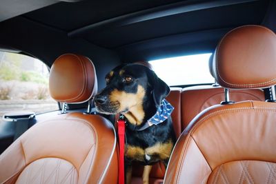 Dog sitting in car