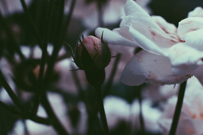 Close-up of flowering plant