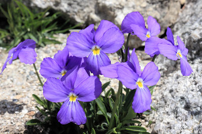 Close-up of purple flowering plants on field