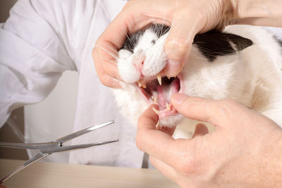 Close-up of cat at vet