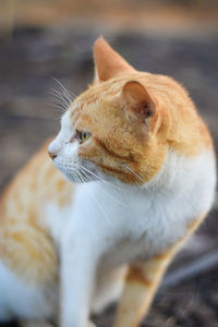 Close-up of a cat looking away