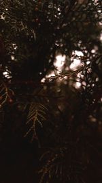 Close-up of tree branches at night