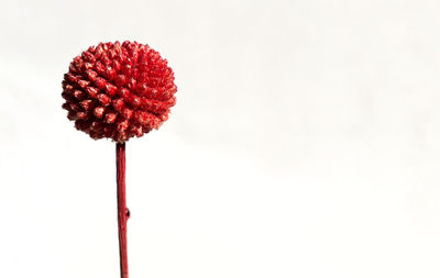 Close-up of red rose against white background