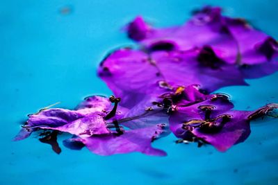 Close-up of bee on purple flower