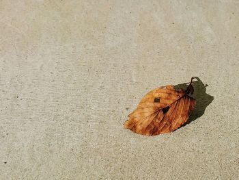 High angle view of butterfly on leaf