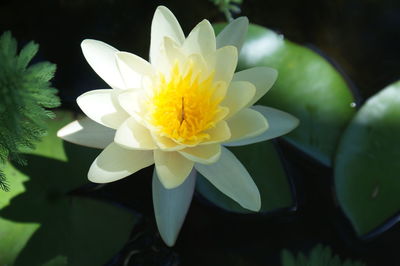 Close-up of yellow flower blooming outdoors