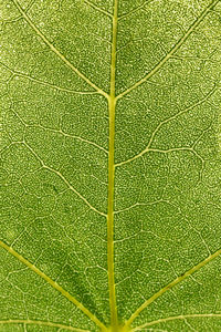 Full frame shot of leaf