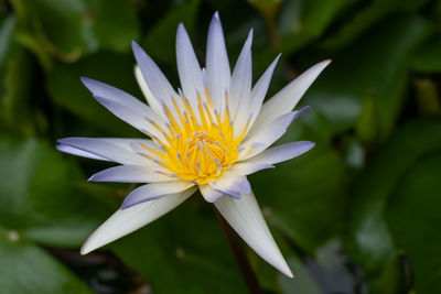 Close-up of white flower