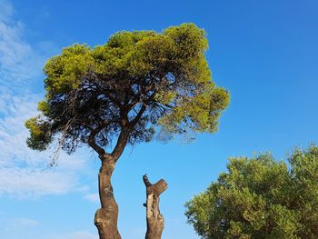 Low angle view of tree against clear blue sky