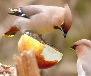 Close-up of birds perching