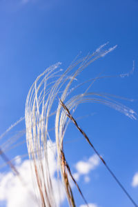 Low angle view of plant against clear blue sky