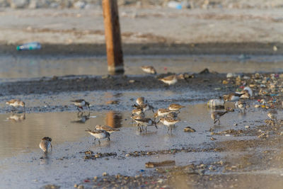 Close-up of birds in lake