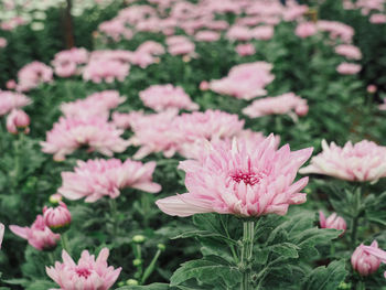 Close-up of pink flowering plants